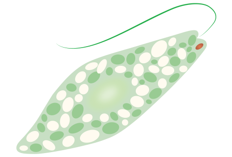 Super Euglena